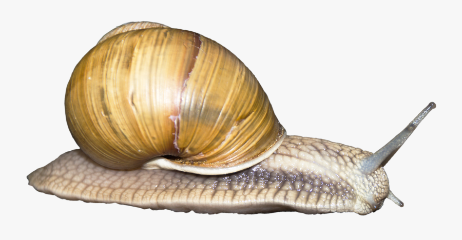 Transparent Background Png Snail, Transparent Clipart