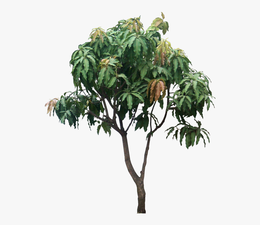 Transparent Tropical Tree Clipart - Small Mango Tree Png, Transparent Clipart
