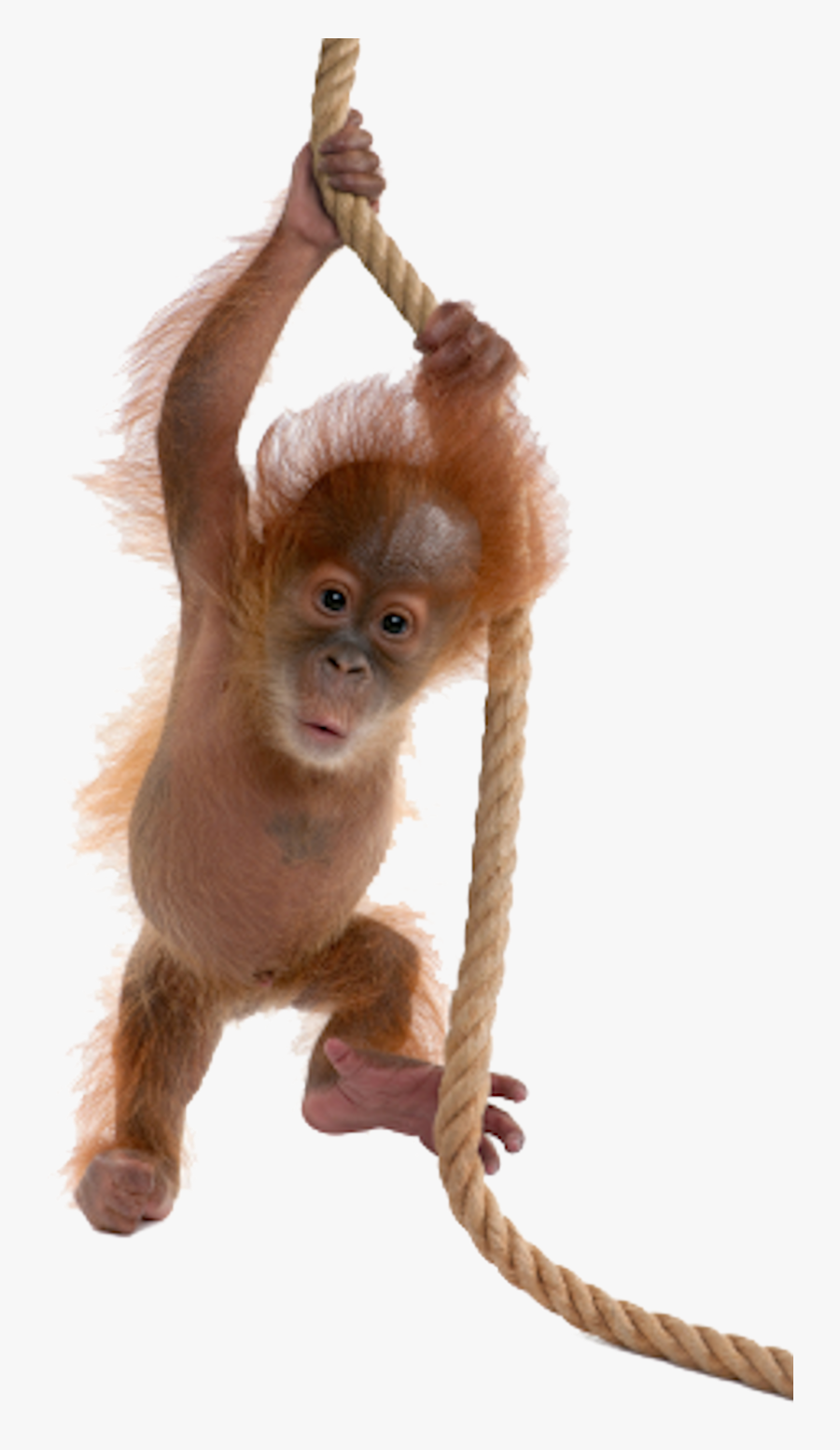 Real Baby Monkey Png , Free Transparent Clipart - ClipartKey
