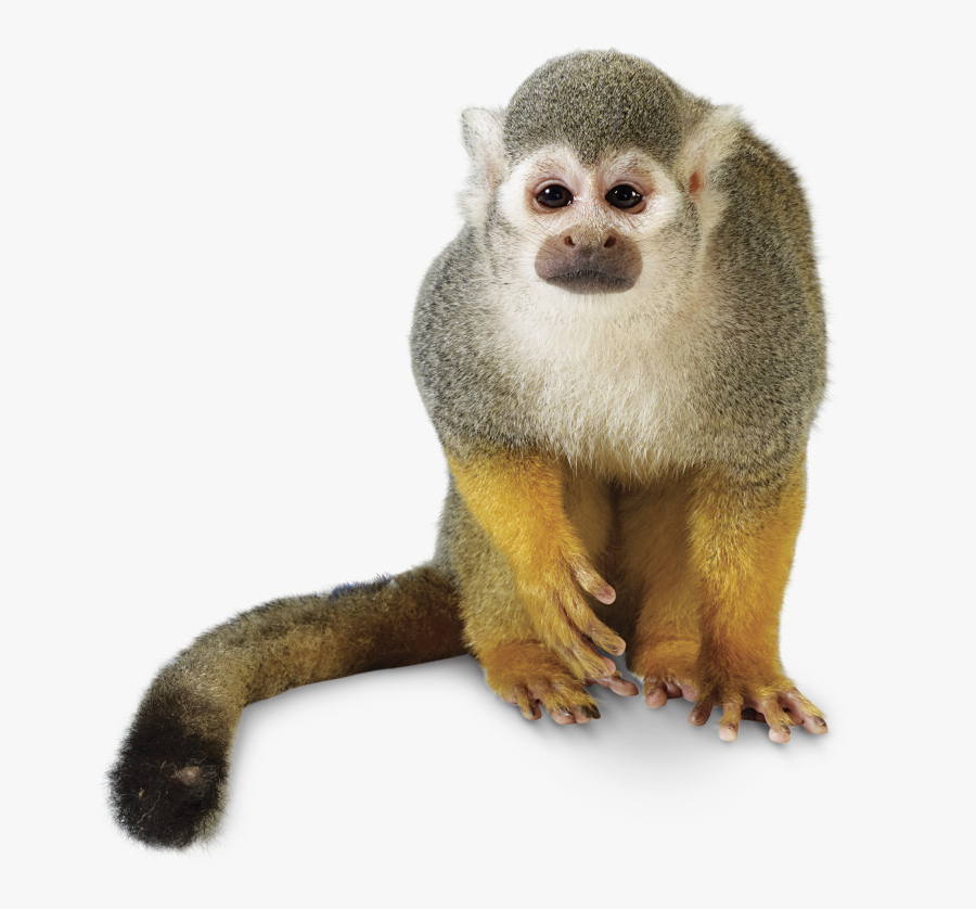 Clip Art Free Monkey - Squirrel Monkey No Background, Transparent Clipart