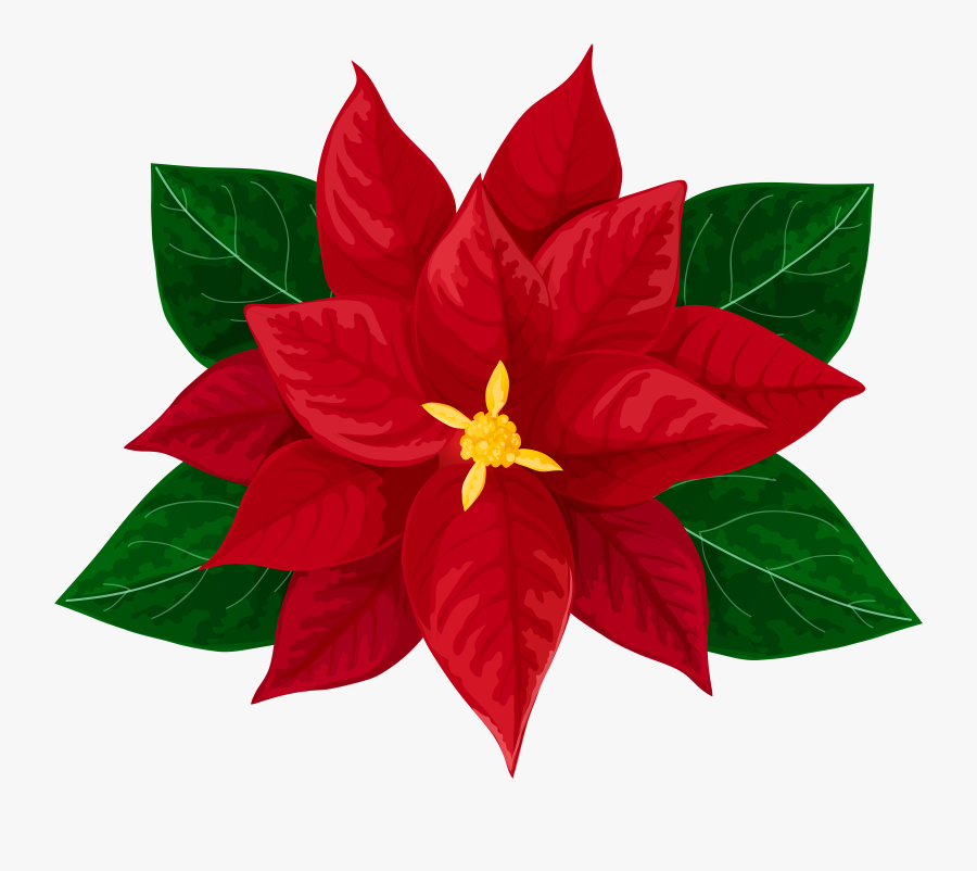 Poinsettia Clipart Transparent Background - Poinsettia Christmas Flowers Clipart, Transparent Clipart