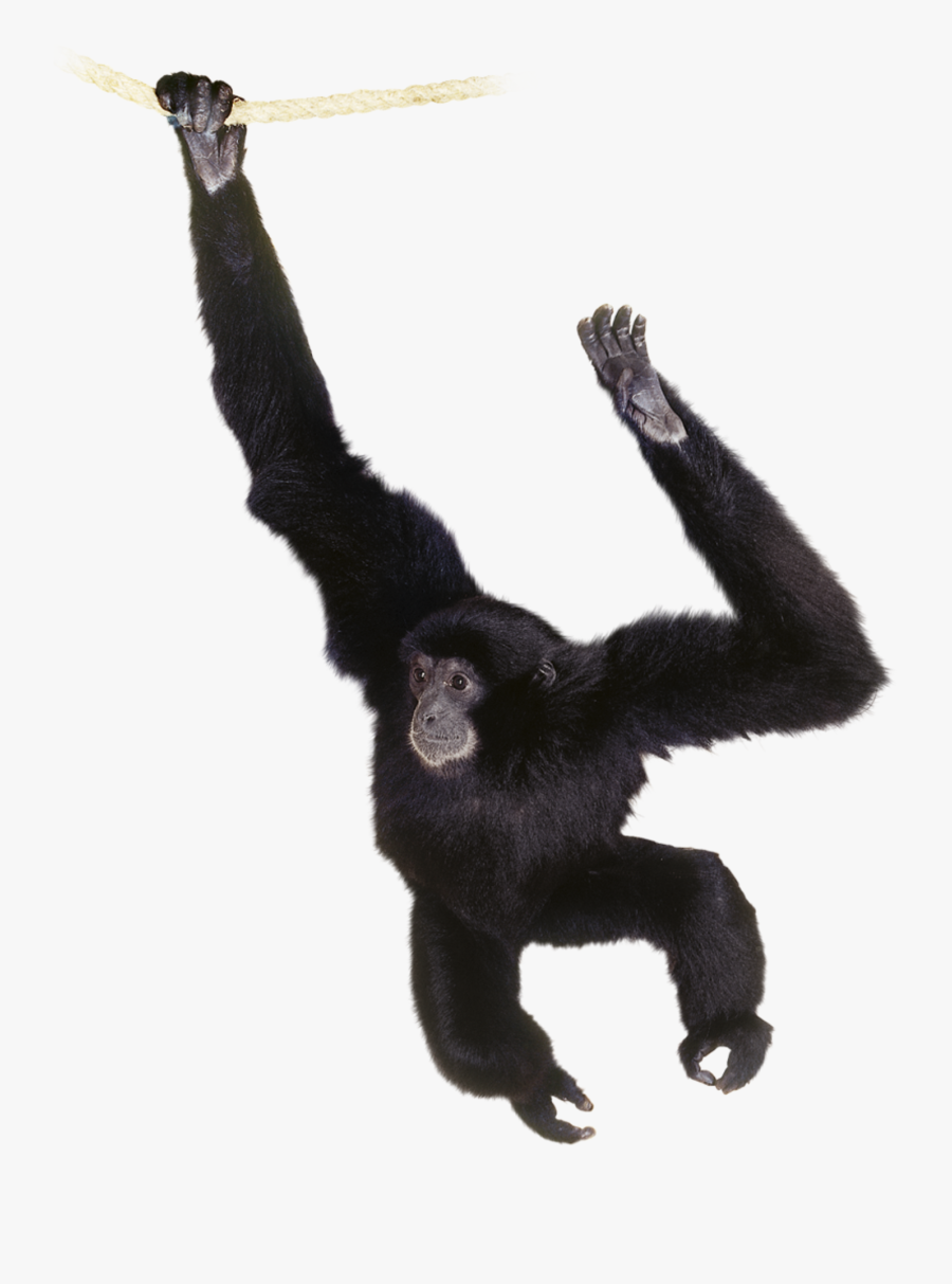 Siamang Clipart , Png Download - Siamang Png, Transparent Clipart