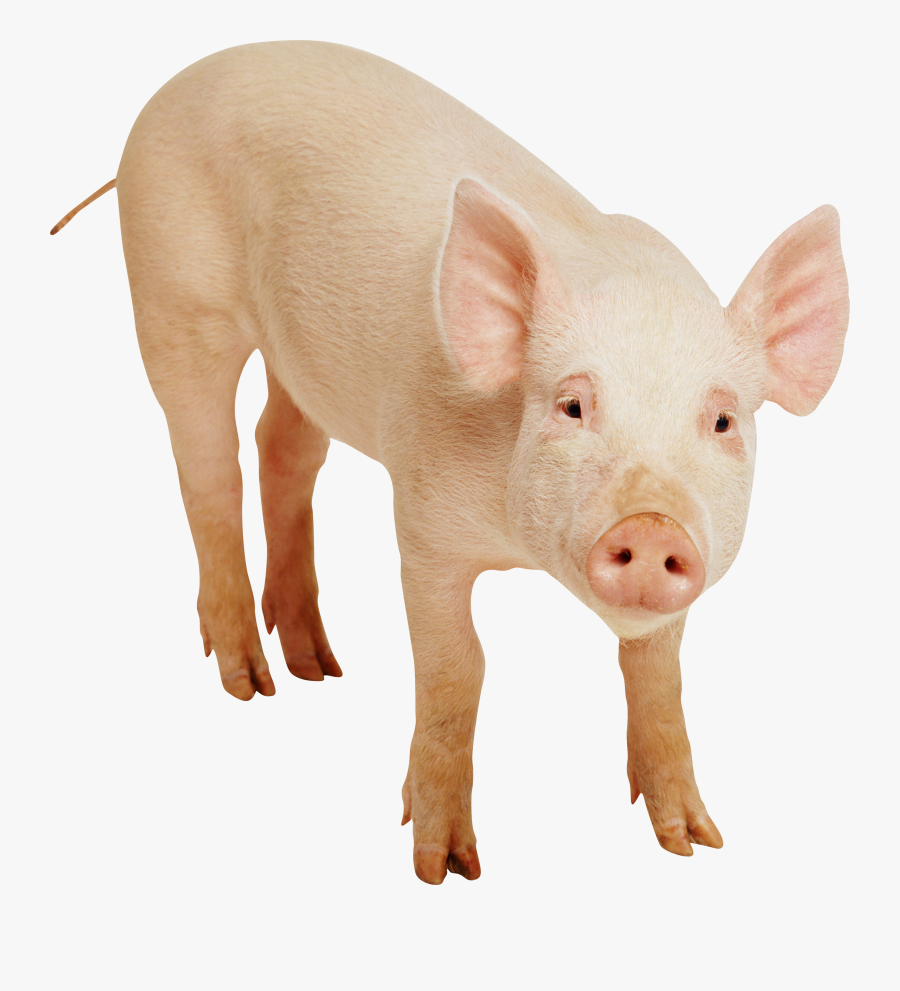 Pig Png Images, Free Picture Download Pigs - Pig Png, Transparent Clipart