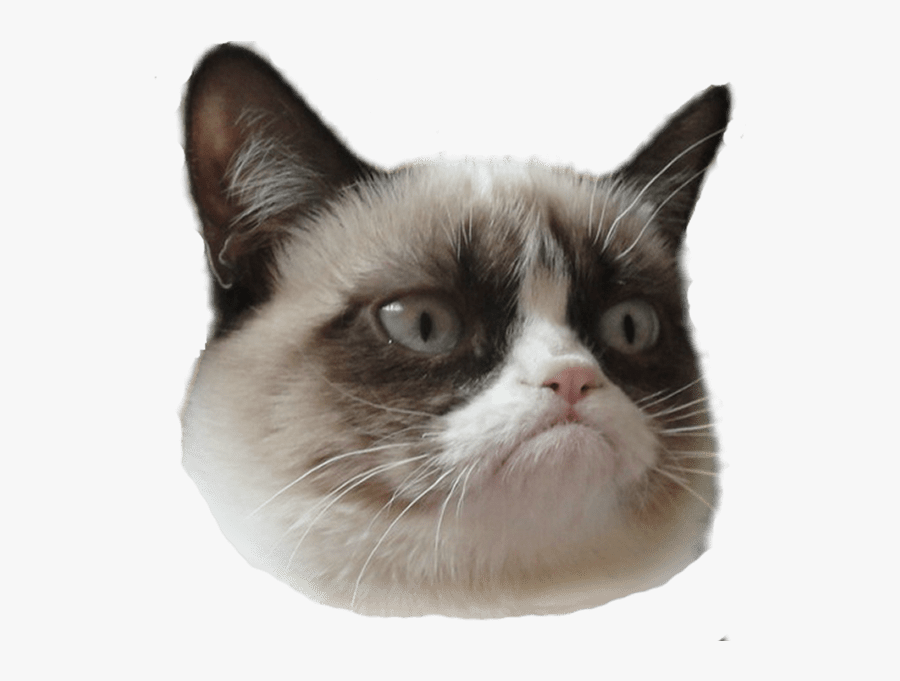 Cat Face Png - Grumpy Cat Head Transparent, Transparent Clipart