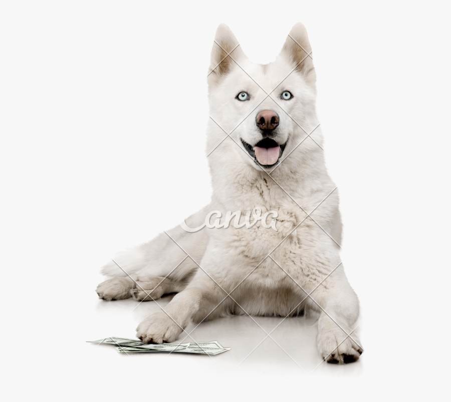 White Transparent Husky - All White Husky Png, Transparent Clipart