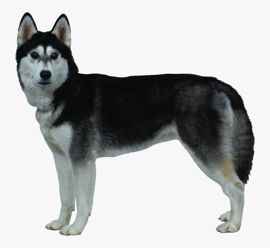 Dog Png, Download Png Image With Transparent Background, - Transparent Background Husky Dog Png, Transparent Clipart