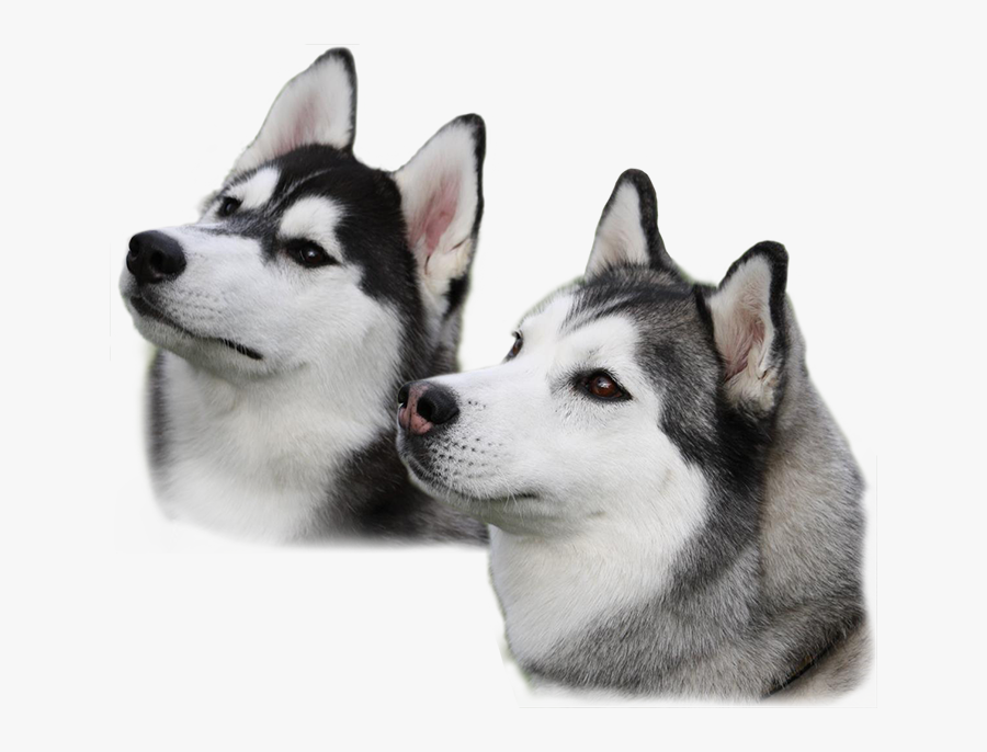 husky png image husky puppies with transparent background free transparent clipart clipartkey husky png image husky puppies with