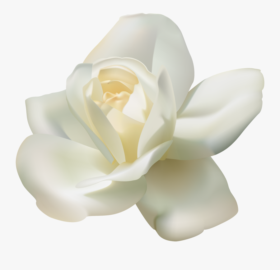 White Roses Png - White Rose Png Transparent, Transparent Clipart