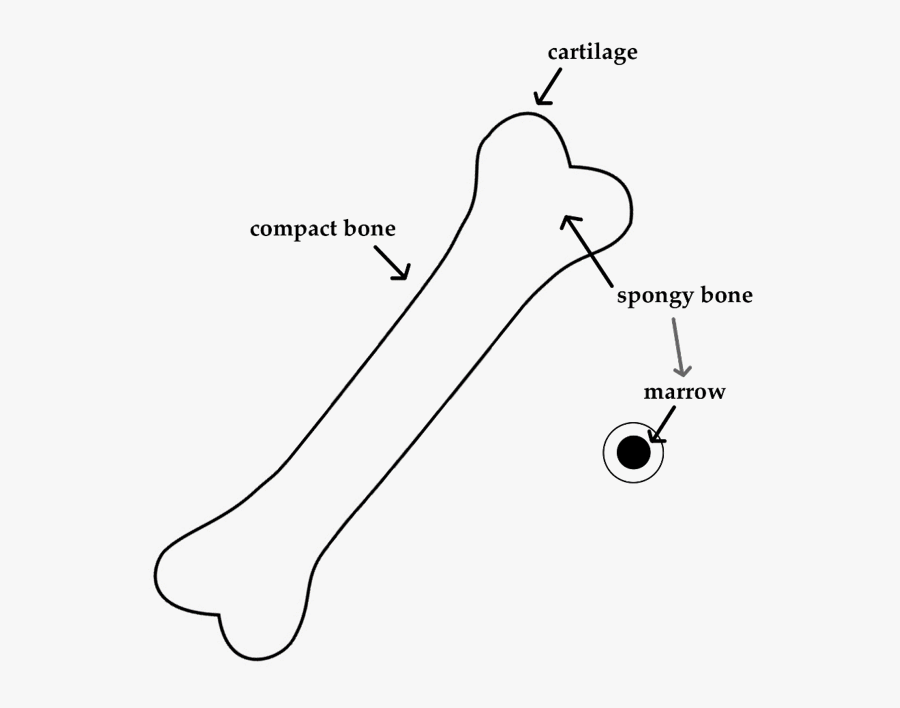 Leg Clipart Broken Bone - Line Art, Transparent Clipart