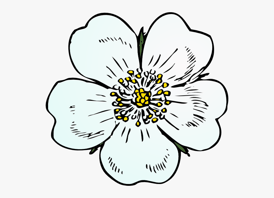 Apple Blossom Flower Drawing, Transparent Clipart