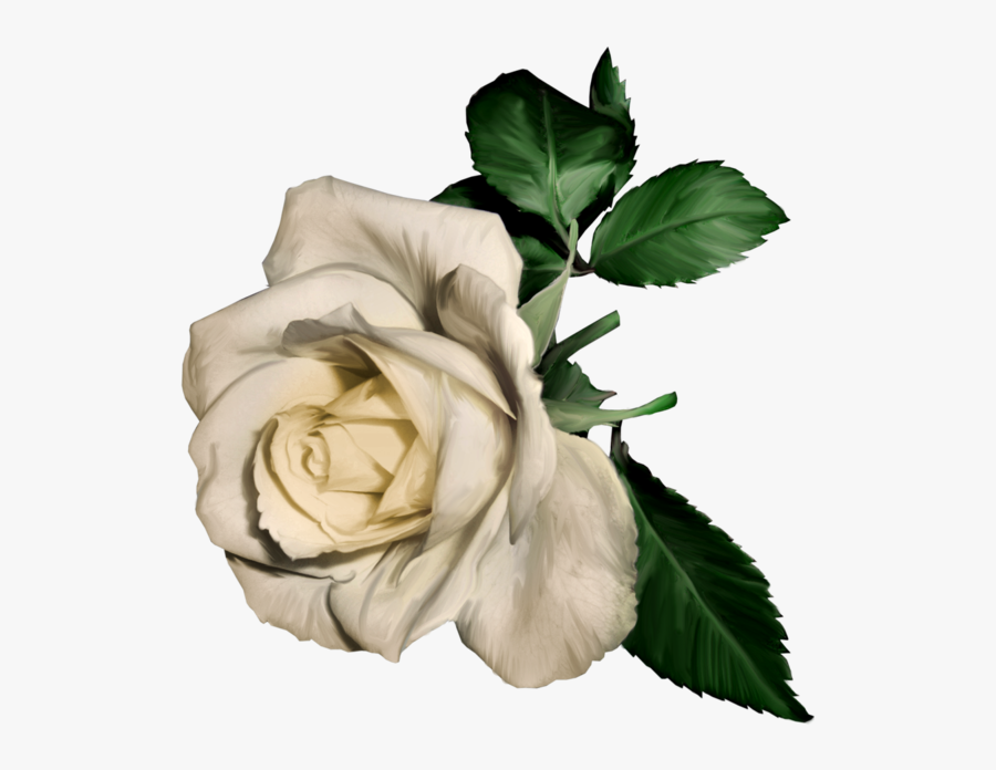 39+ Transparent Background White Rose Flower Png Background