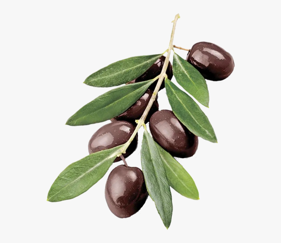 Olive Branch - Green Olive Branch, Transparent Clipart