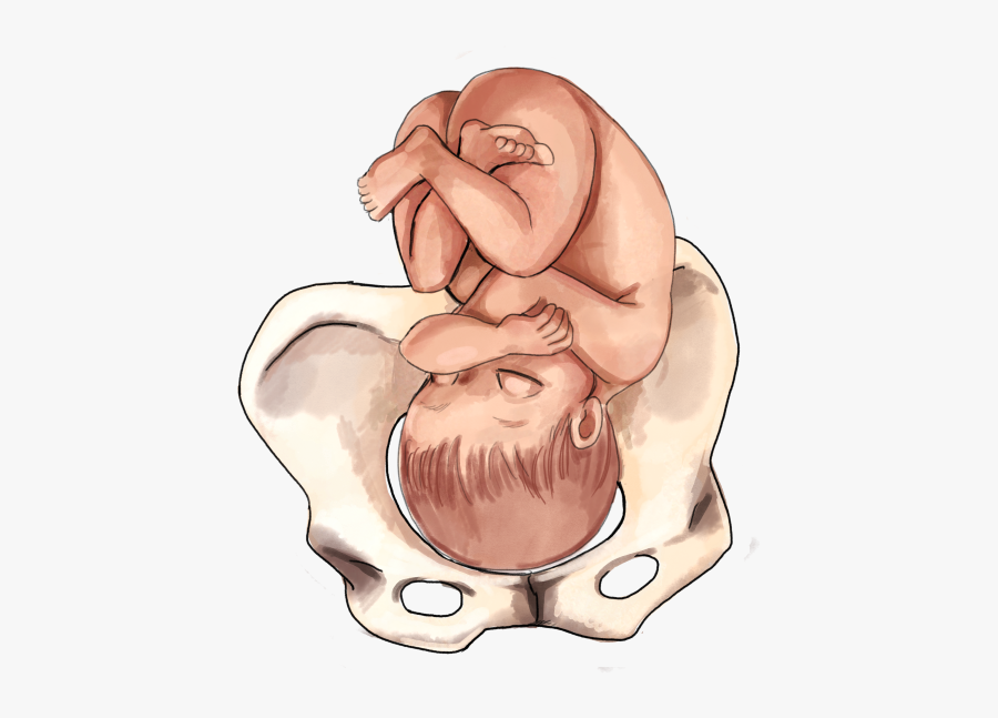 the ultimate guide to baby position in the womb 3rd trimester baby positions free transparent clipart clipartkey womb 3rd trimester baby positions