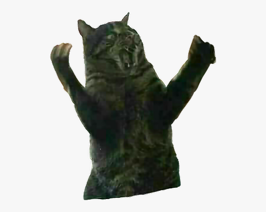 #remixit #cat #fatcat #surprise #rage #angry #animal - Domestic Short-haired Cat, Transparent Clipart