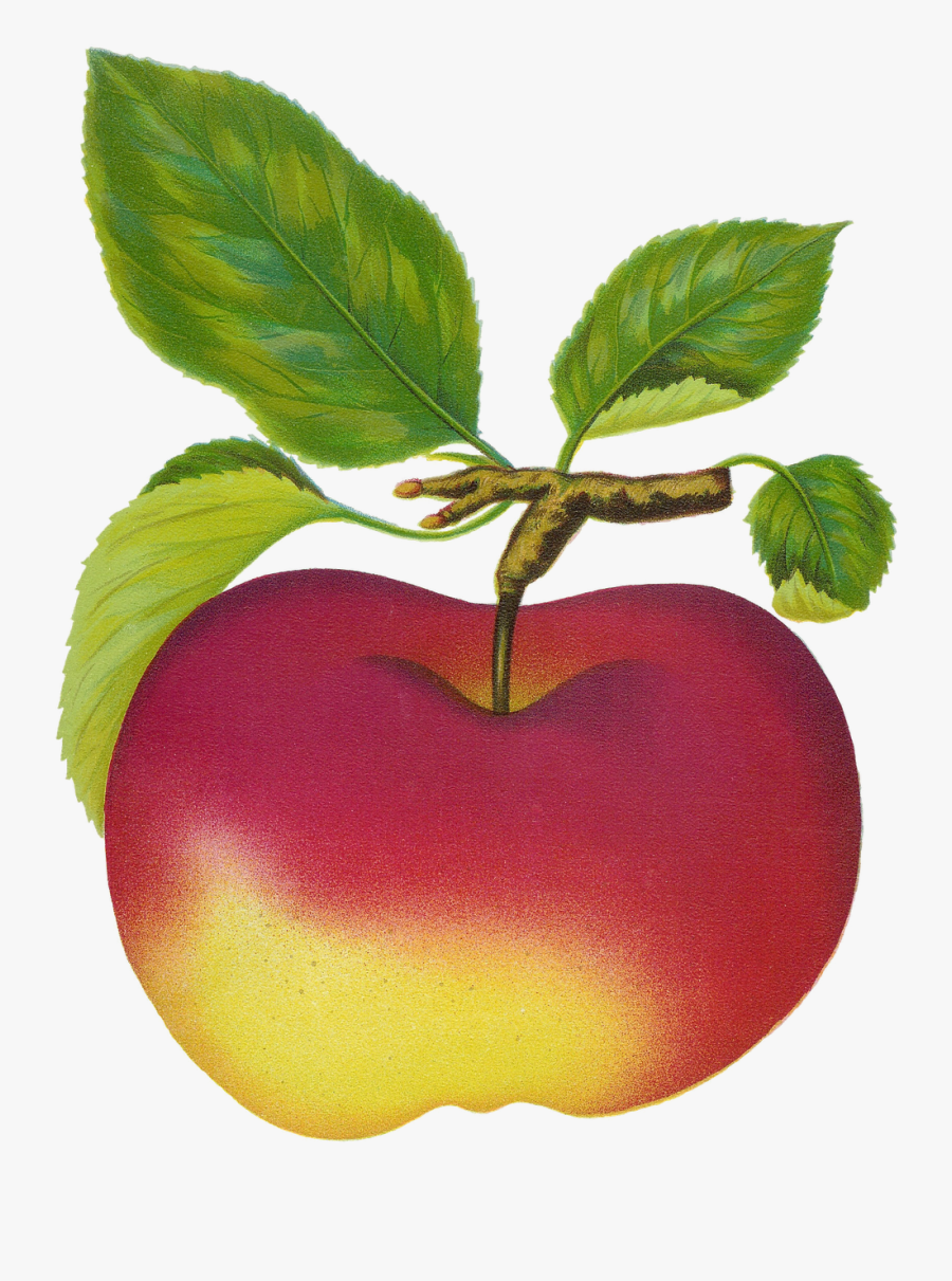 Mac Clipart - Fruit Clip Art, Transparent Clipart