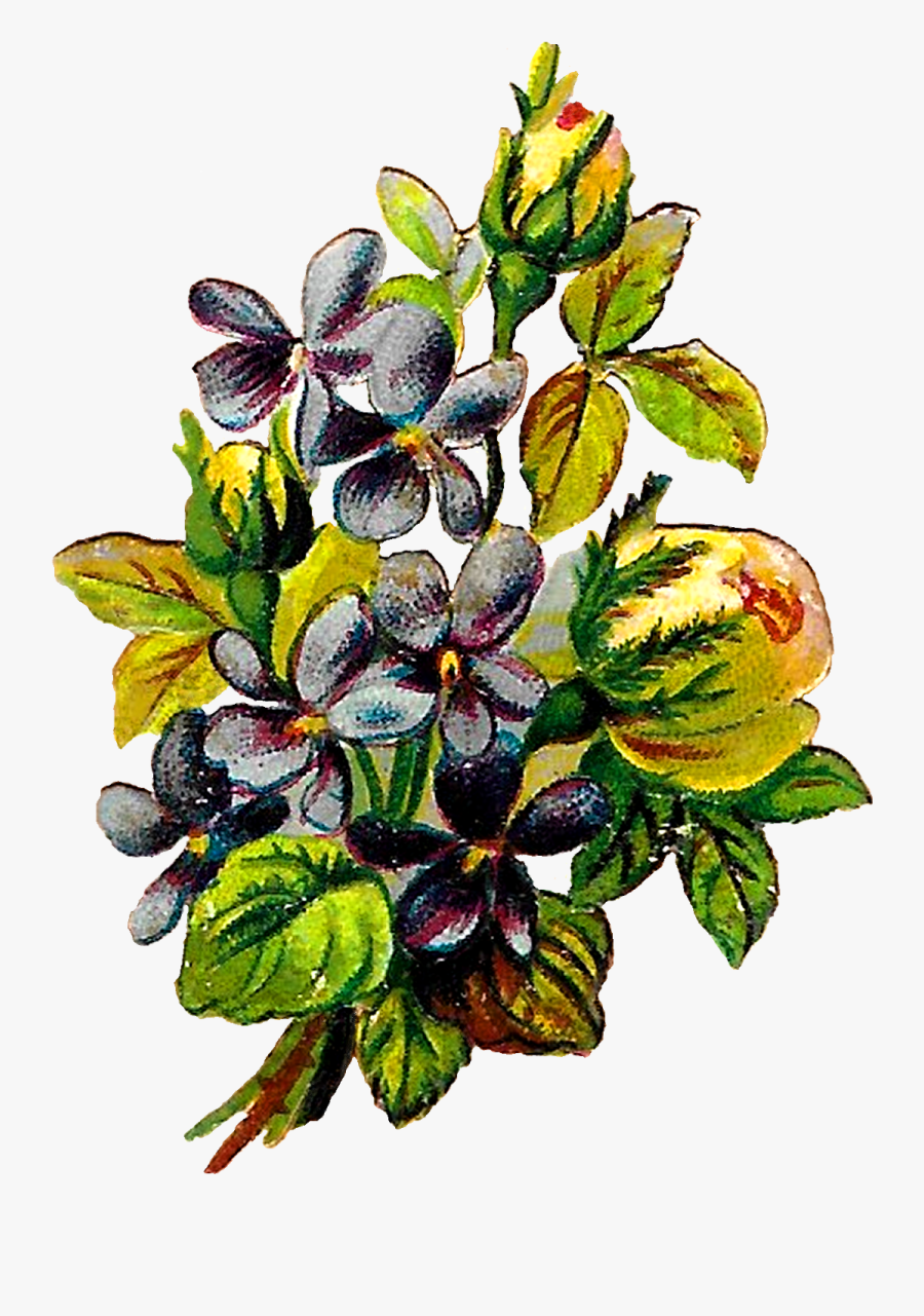 Rose Violets Flowers Floral Clipart Botanical Art Illustration - Bud, Transparent Clipart