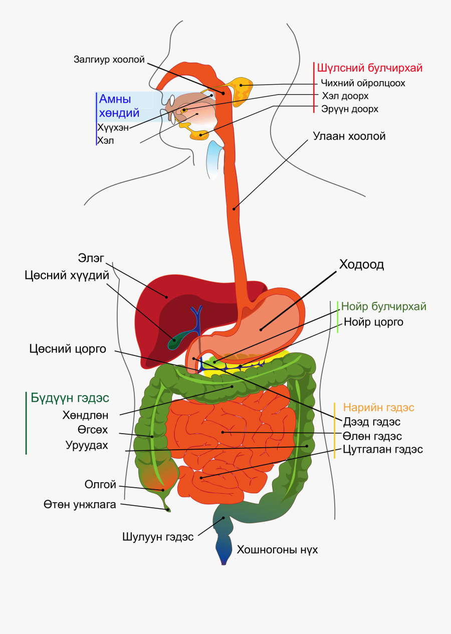 Digestive System Diagram Mn - Sistema Digestivo En Español , Free