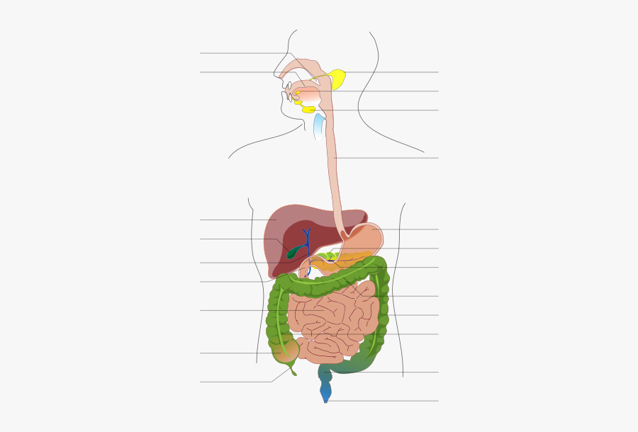 Digestive System Diagram No Labels, Transparent Clipart