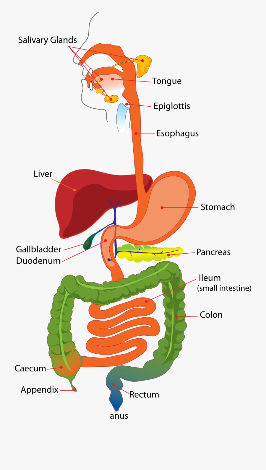Simple Diagram Of The Digestive System, Transparent Clipart