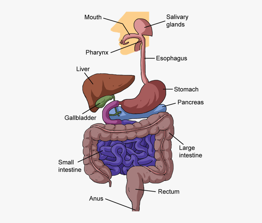 Clipart Mouth Digestive System Mouth - Human Digestive System Cartoon