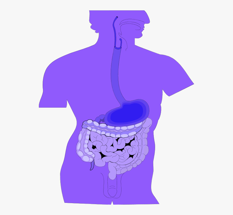 Clipart Of Digestive System - Smooth Muscles For Kids, Transparent Clipart