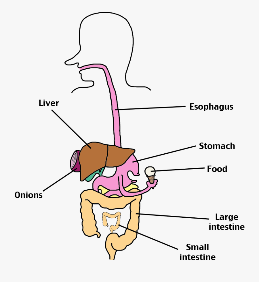 Digestive System Labeled Png , Free Transparent Clipart - ClipartKey