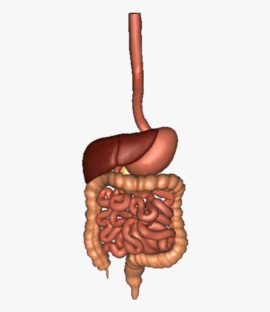 Human Digestive System - Digestive System Organs Png, Transparent Clipart
