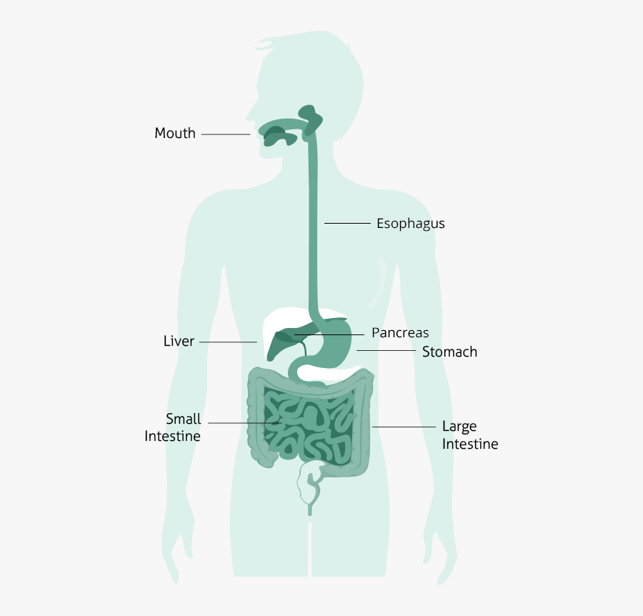 The Human Digestive System - Sugar Is Digested, Transparent Clipart