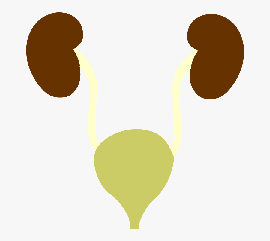 Urinary System Cartoon Png, Transparent Clipart