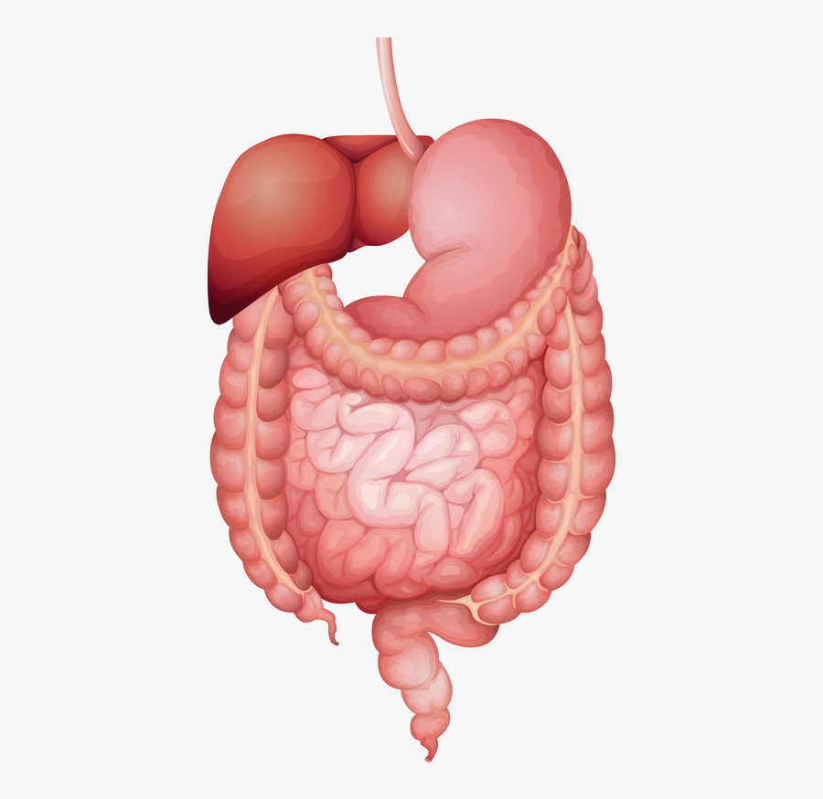 Isoflavones Metabolism - Isoflavone Metabolism, Transparent Clipart