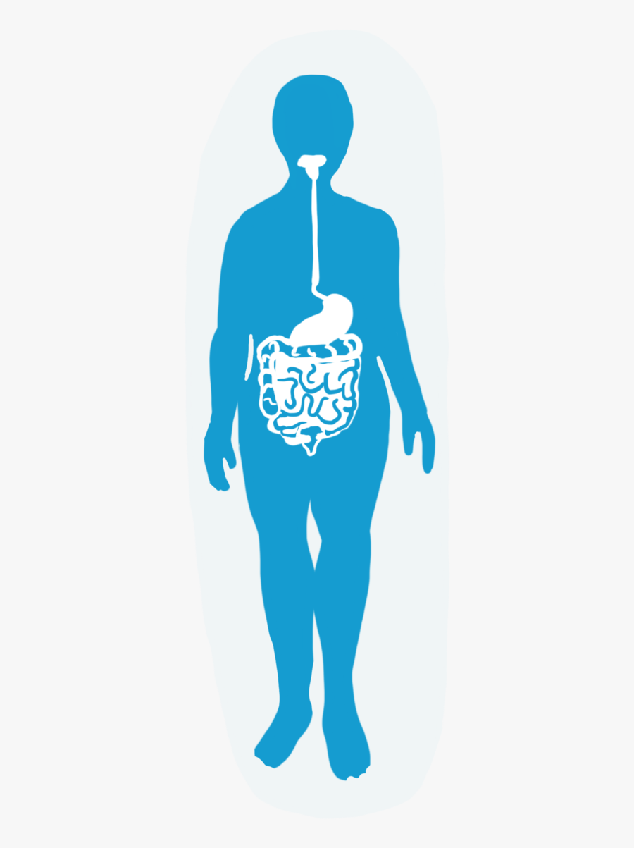 Transparent Digestive System Png, Transparent Clipart