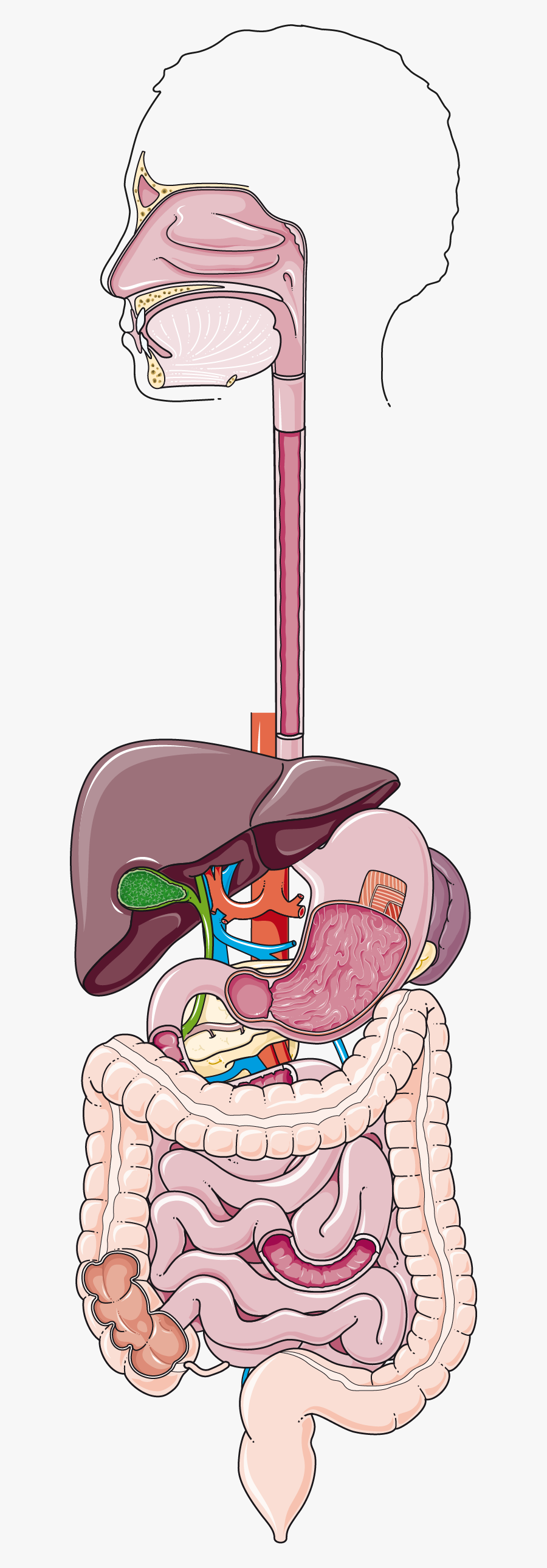 Système Digestif - Sites Of Neuroendocrine Tumors, Transparent Clipart