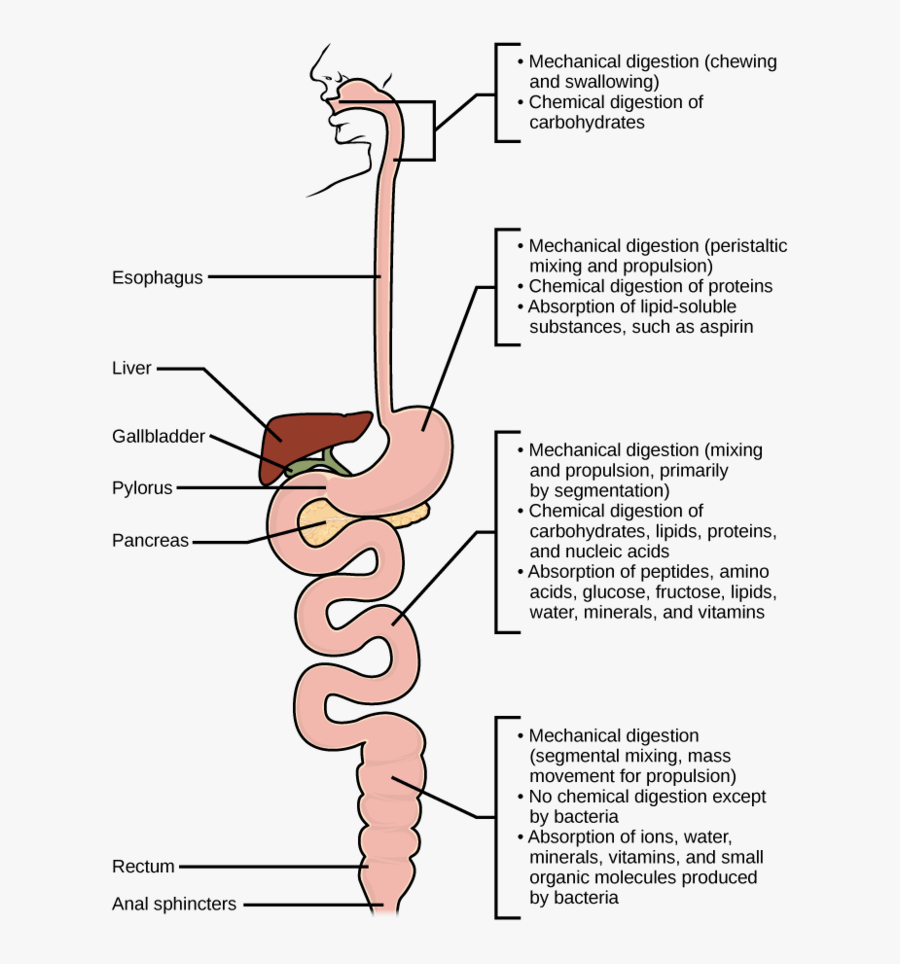 Under What Conditions Does Patient Need, Transparent Clipart