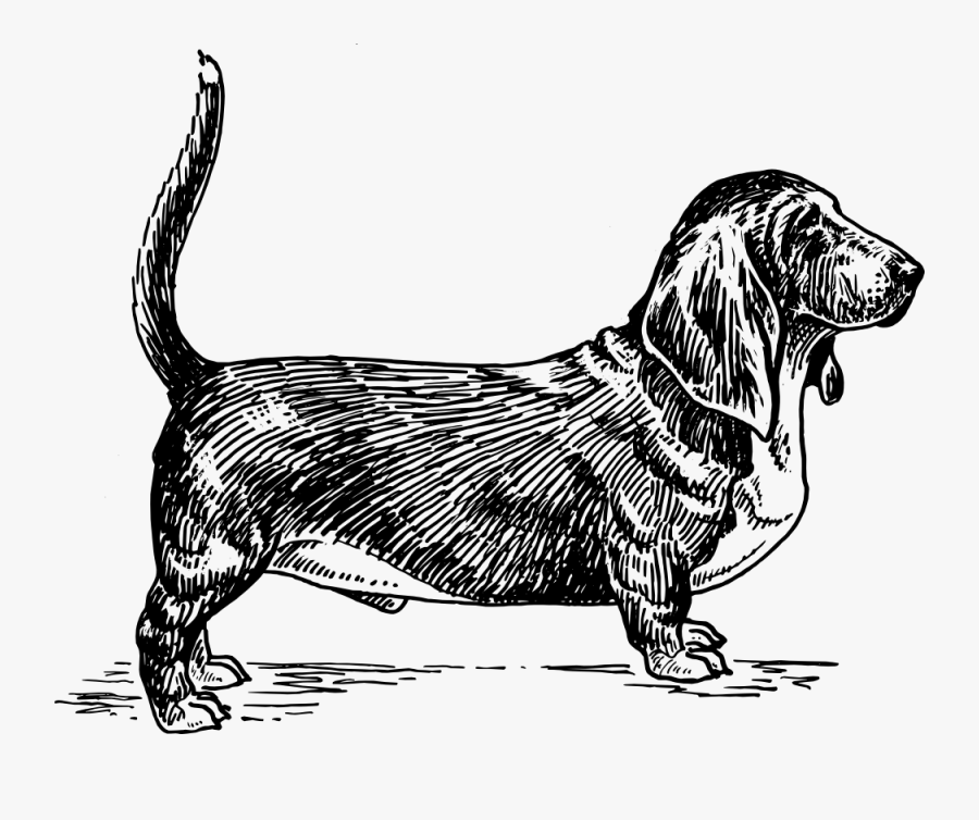 Paw,monochrome Photography,carnivoran - Basset Hound Dog Vector, Transparent Clipart