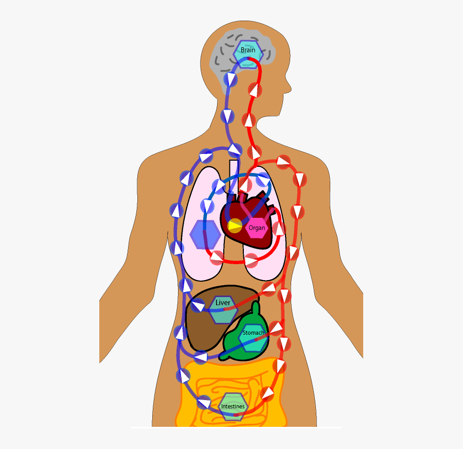 Transparent Circulatory System Png - Body Systems Board Games, Transparent Clipart