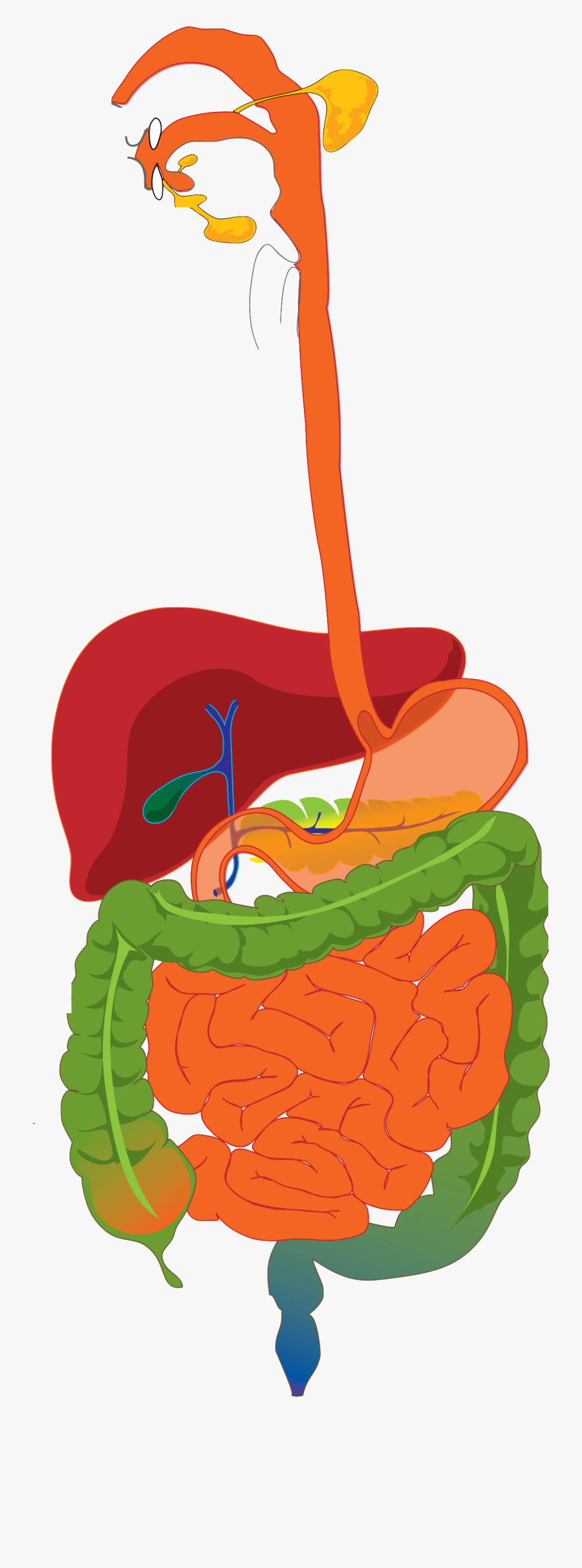 Digestive System Diagram Unlabelled Clipart , Png Download - Graph Of The Digestive System, Transparent Clipart