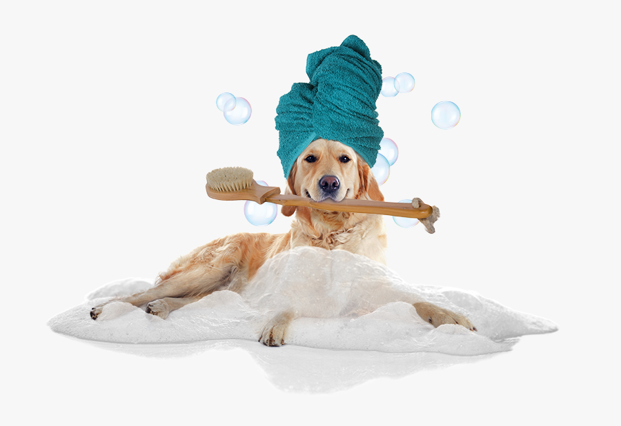 Transparent Dog In Bath Clipart - Dog Bath Images Free, Transparent Clipart