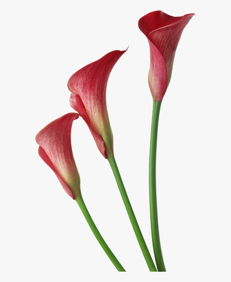 Calla Lily Flower Png, Transparent Clipart