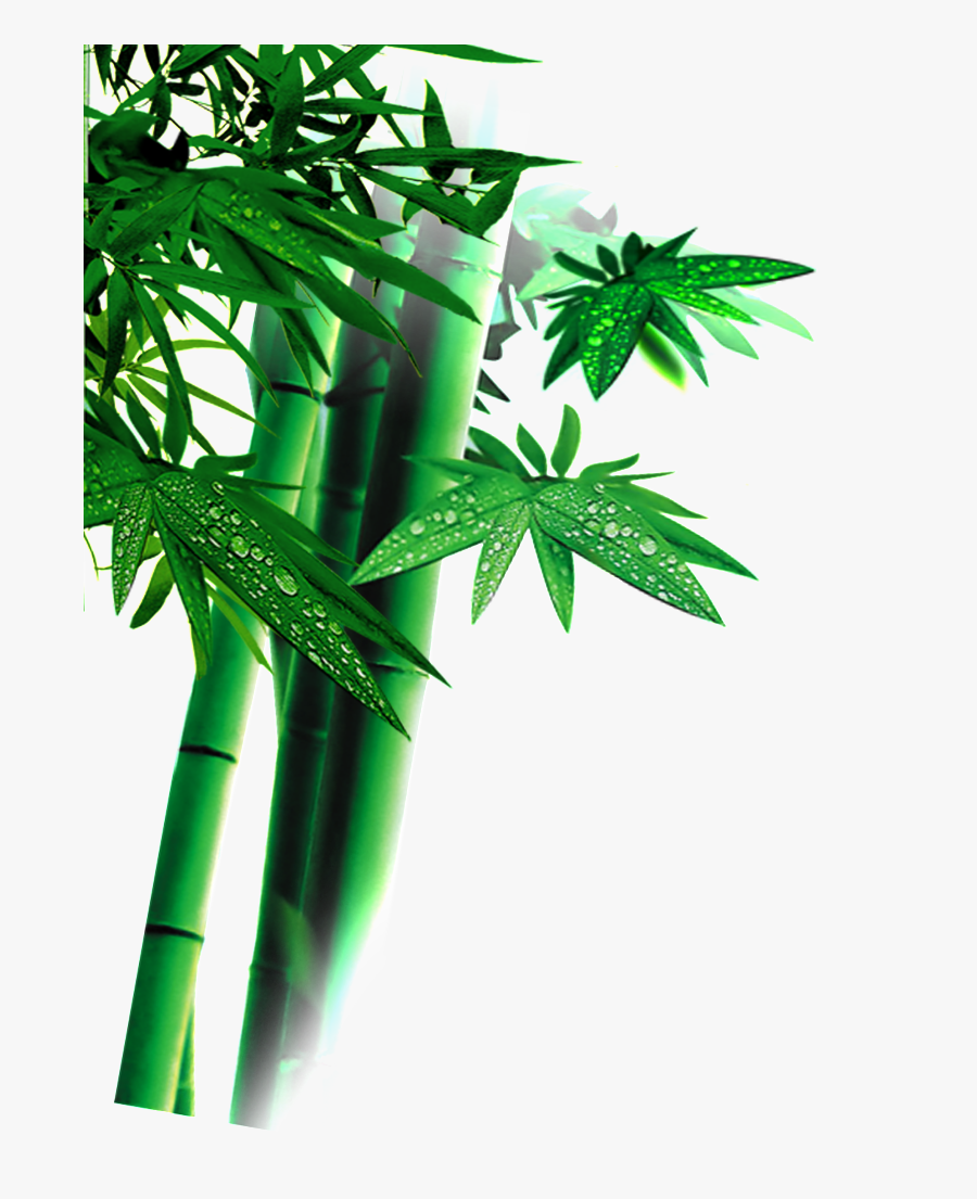 Beautiful High Definition Green Bamboo Leaves Png - Roystonea, Transparent Clipart