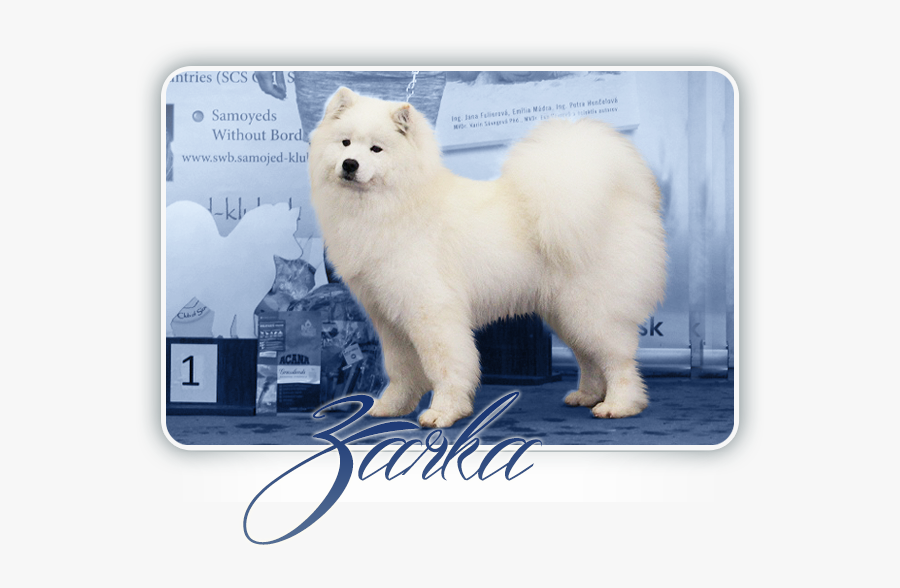 Samoyed Desert Rose Carpathian White Smile - American Eskimo Dog, Transparent Clipart