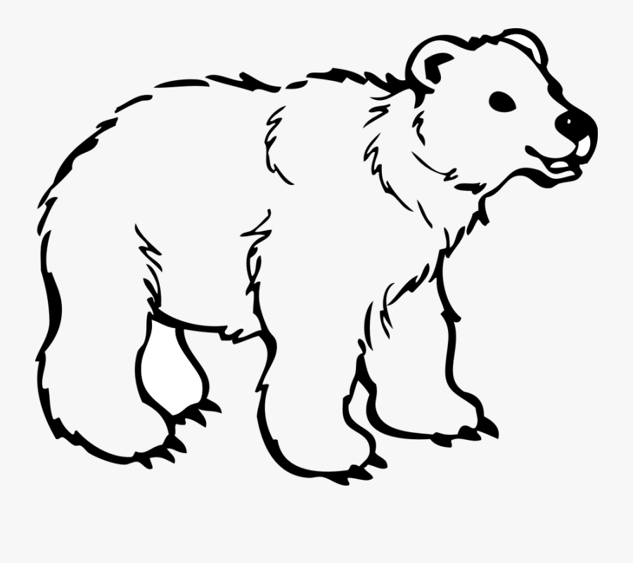 Bear Cub Animal Fur Polar Baby Wildlife Wild Outline Of Wild Animals Free Transparent Clipart Clipartkey