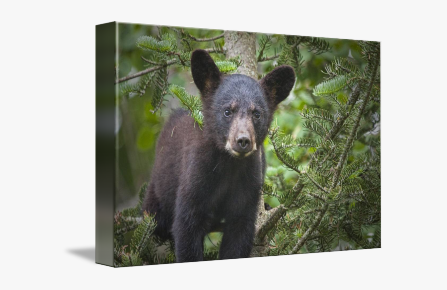 Clip Art Black Bear Cub Pictures - American Black Bear, Transparent Clipart