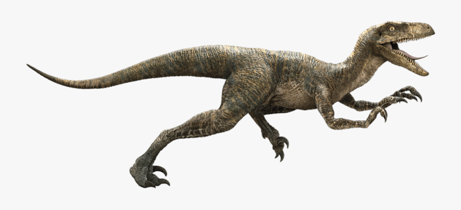 Jurassic Park Velociraptor Deinonychus Late Cretaceous - Raptor Dinosaur Png, Transparent Clipart