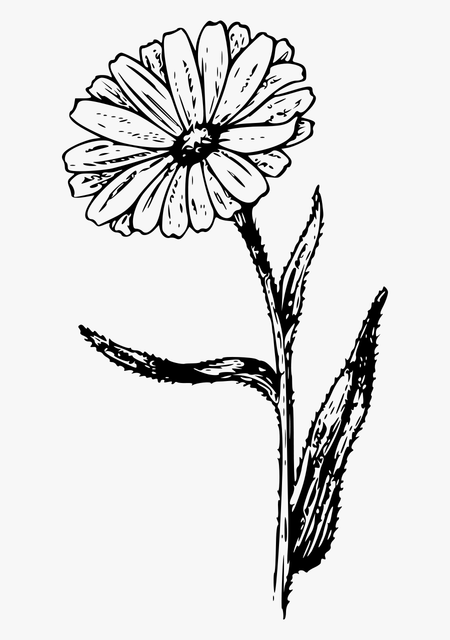 Free Clipart - Calendula Flower Coloring Pages, Transparent Clipart