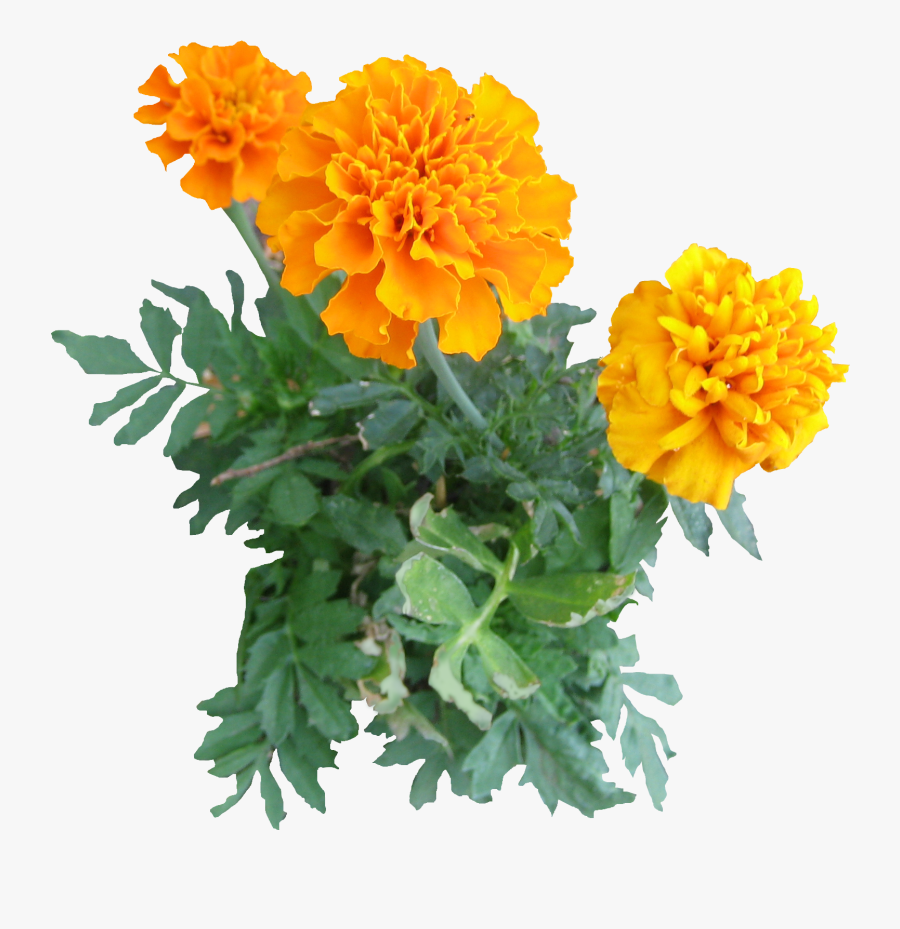 Marigold Png - Marigold Flower Png, Transparent Clipart