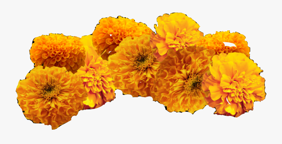 Clip Art Cempasuchil Flowers - Cempazuchitl Png, Transparent Clipart