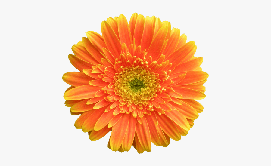 Orange Flower No Background, Transparent Clipart
