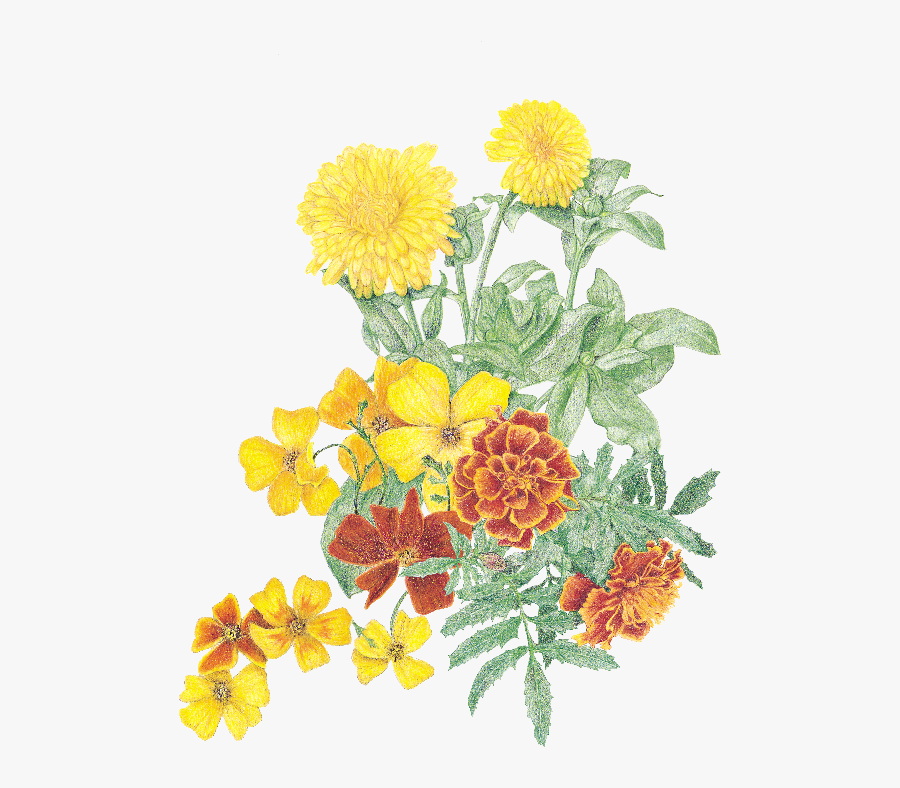 Transparent Marigolds Clipart - Tagetes Patula, Transparent Clipart