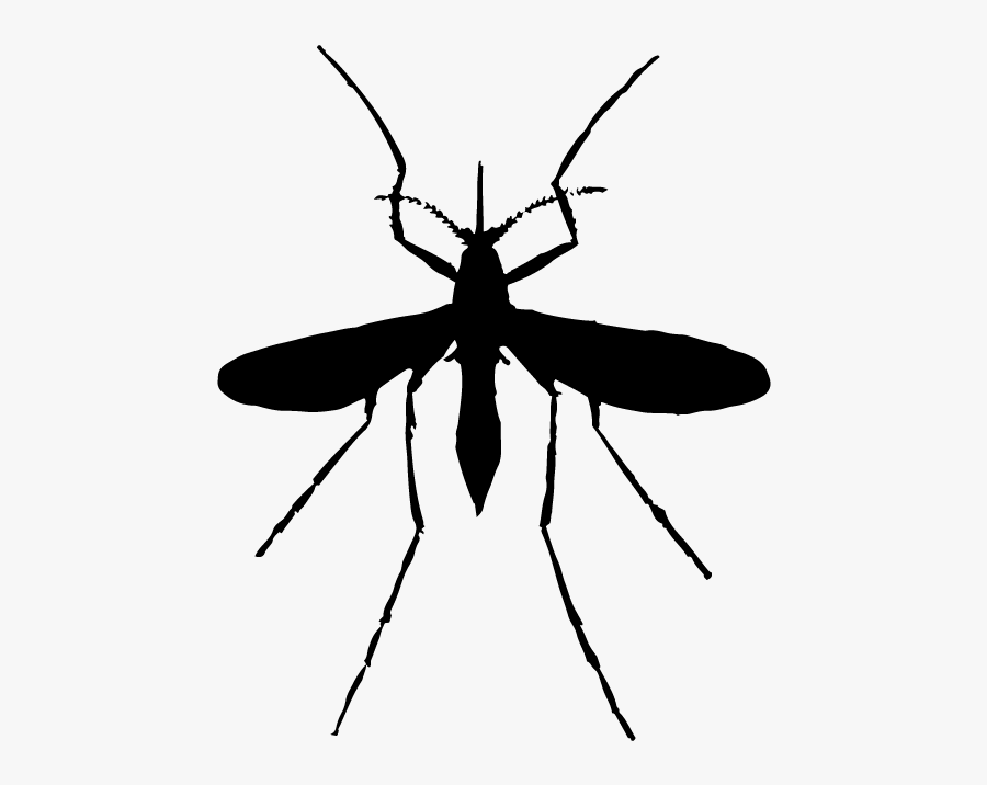 Transparent Mosquito Silhouette Png - Mosquito Adult, Transparent Clipart