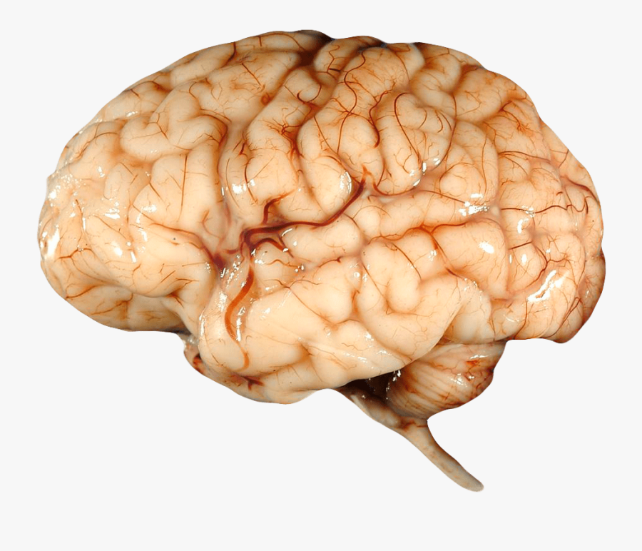 Real Brain - Human Brain Transparent Background, Transparent Clipart